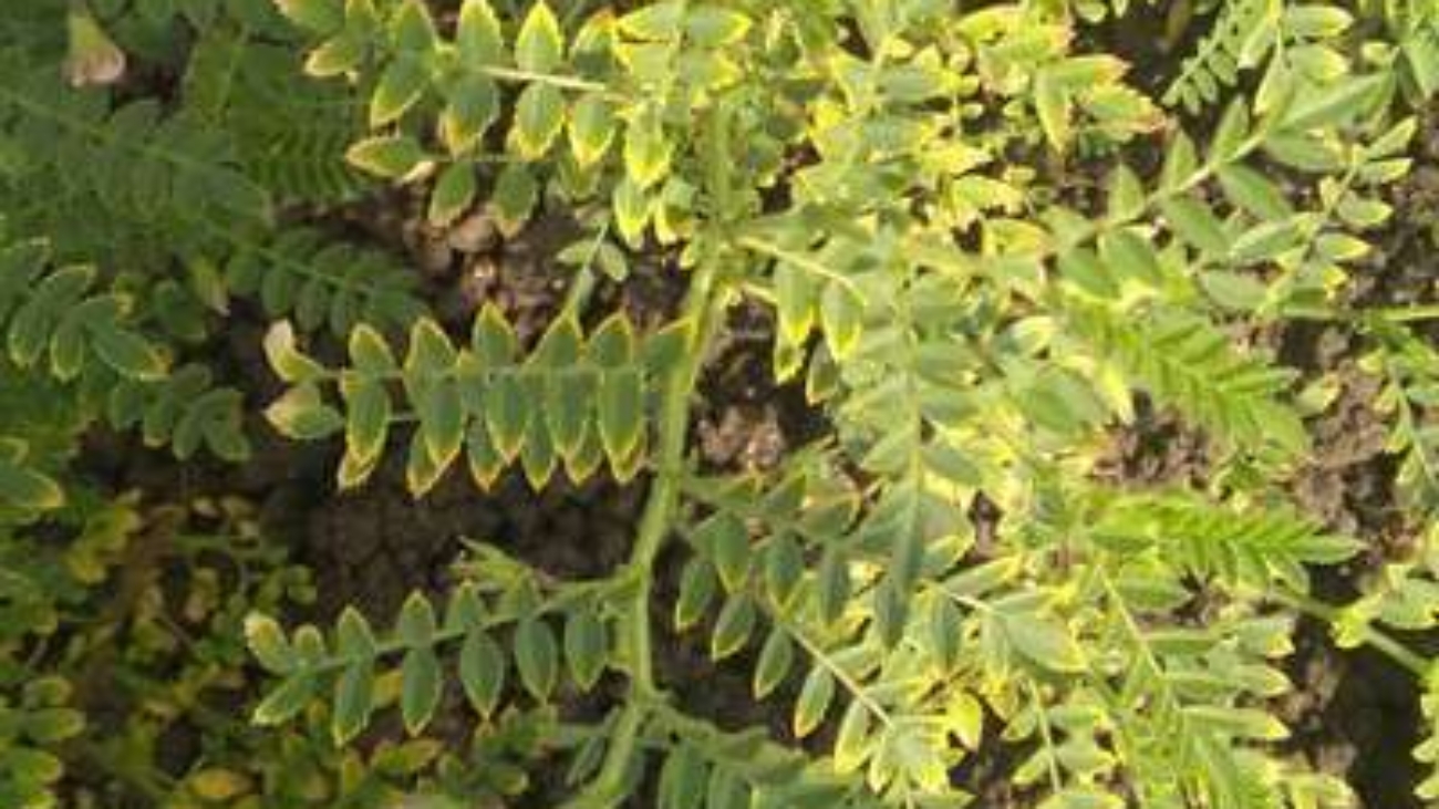 chickpea leaves