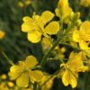 mustard, oil, plant-5112990.jpg