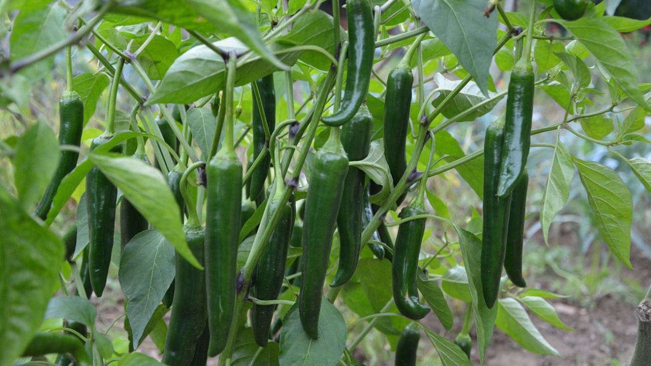 green pepper, vegetables, dishes-2737243.jpg